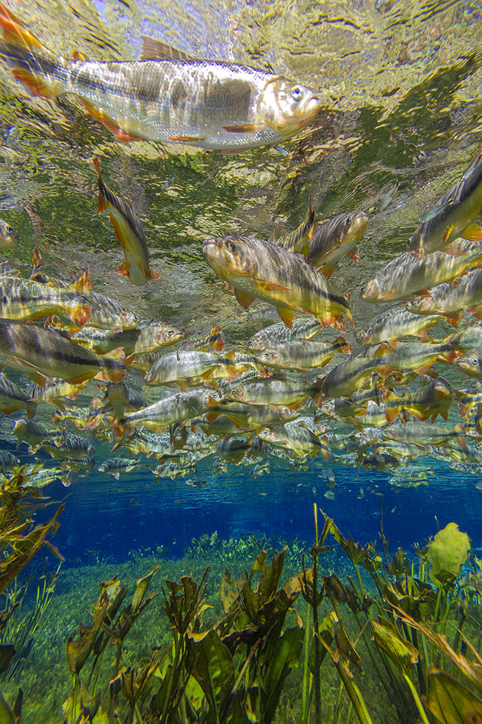 Bonito - Photo by Daniel De Granville (1)